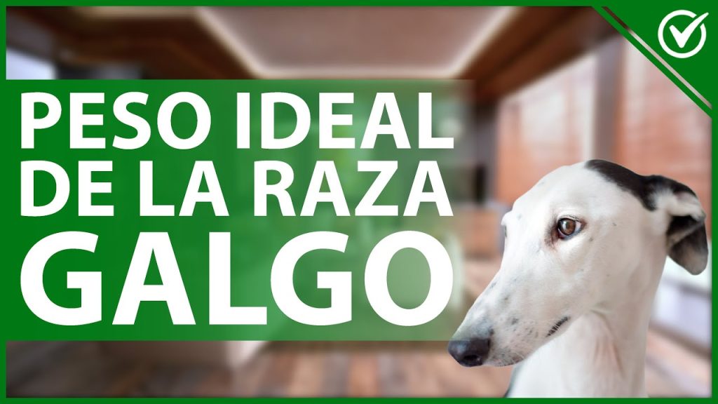 Peso Balkan Hound a los 3 Meses: Guía Completa de Crecimiento y Salud 1 Peso Balkan Hound 3 meses