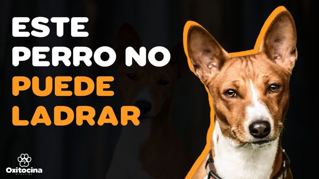 Peso Basenji 3 Meses: Tabla de Crecimiento y Consejos de Alimentación 1 Peso Basenji 3 meses