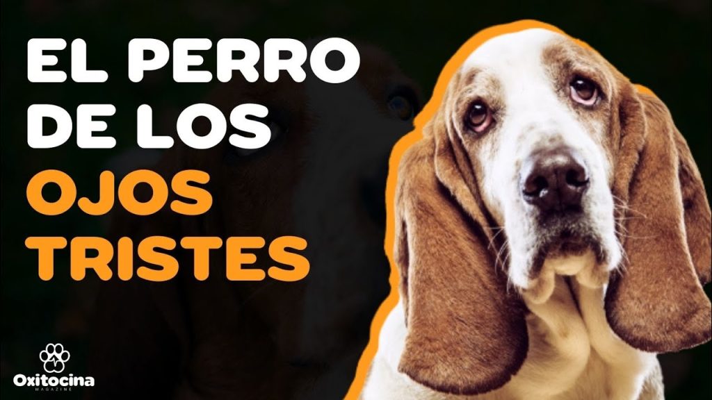Peso del Basset de Westphalie a los 3 Meses: Guía de Crecimiento y Consejos Nutricionales 1 Peso Basset de Westphalie 3 meses