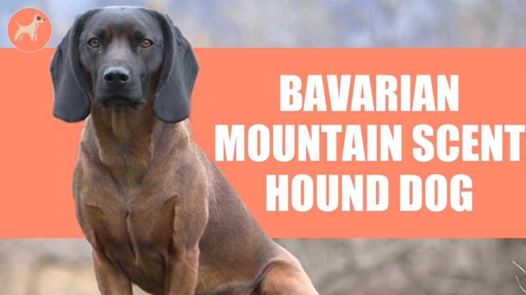 Peso del Bavarian Mountain Scenthound a los 3 Meses: Guía Completa y Consejos de Crianza 1 Peso Bavarian Mountain Scenthound 3 meses