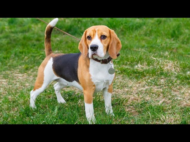 Peso Beagle Harrier a los 3 Meses: Guía Completa y Cuidados Esenciales 1 Peso Beagle Harrier 3 meses