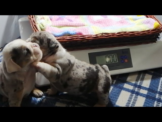 Peso Beauceron 3 Meses: Guía Completa de Crecimiento y Cuidados 1 Peso Beauceron 3 meses