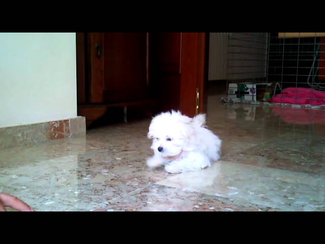 Peso Bichón Frisé 3 Meses: Guía Completa de Crecimiento y Salud 1 Peso Bichon Frise 3 meses