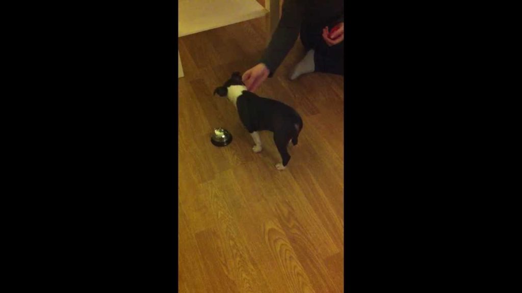 Peso Boston Terrier 3 Meses: Guía Completa sobre el Desarrollo Saludable del Cachorro 1 Peso Boston terrier 3 meses