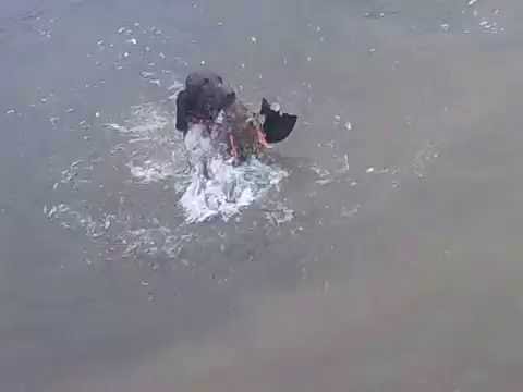 Peso Ideal del Braco Alemán de Pelo Corto a los 3 Meses: Guía y Cuidados 1 Peso Braco Aleman de pelo corto 3 meses