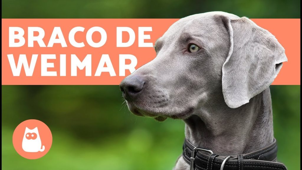Peso Braco de Ariege a los 3 Meses: Guía Completa y Consejos Nutricionales 1 Peso Braco de Ariege 3 meses