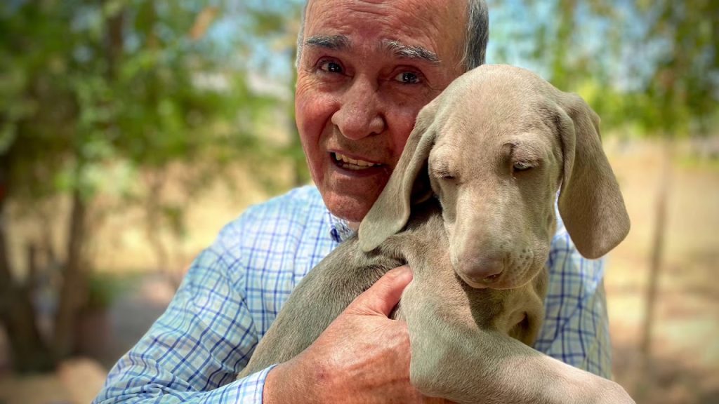 Peso Braco de Auvernia a los 3 meses: Guía completa de crecimiento y salud 1 Peso Braco de Auvernia 3 meses 1