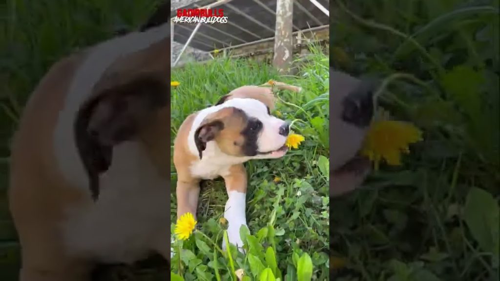 Peso del Bulldog americano a 3 meses: Tabla de crecimiento y cuidados esenciales 1 Peso Bulldog americano 3 meses