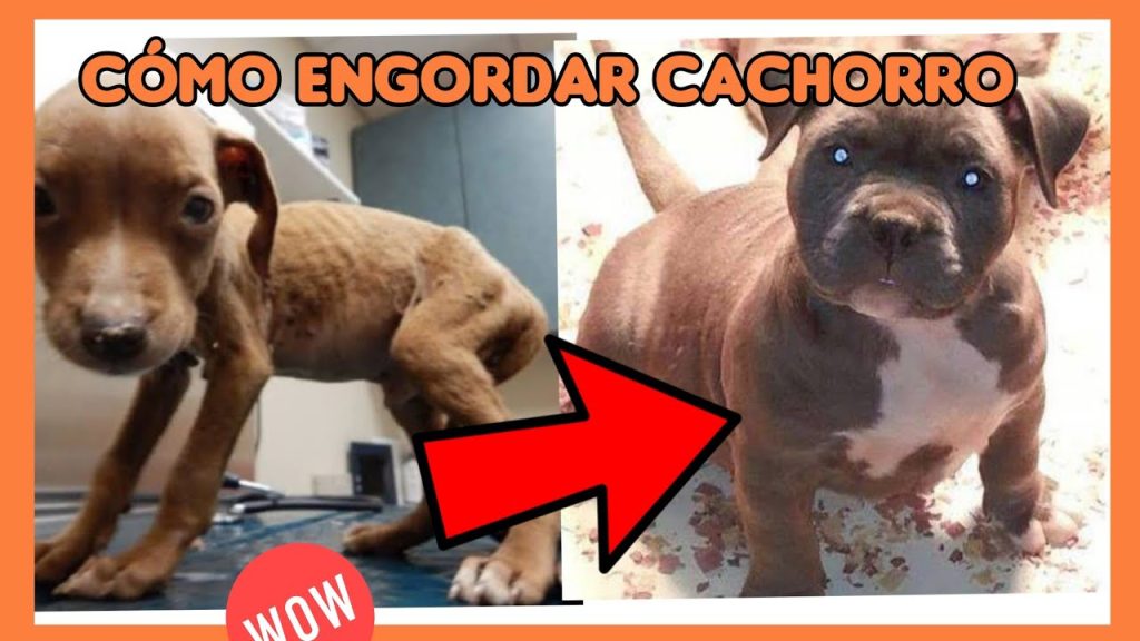 Peso Bullmastiff 3 meses: Guía completa sobre el crecimiento y salud ideal 1 Peso Bullmastiff 3 meses