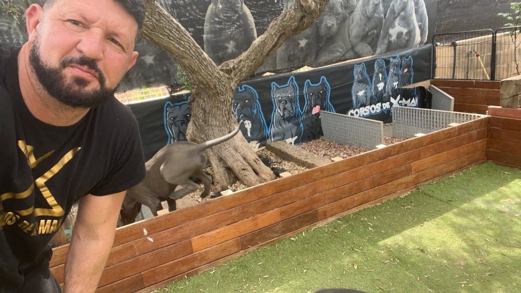 Peso del Cane Corso a los 3 Meses: Guía Completa de Crecimiento y Normas 1 Peso Cane Corso 3 meses