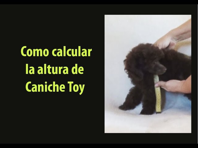 Peso Caniche a los 3 meses: Guía completa y consejos de salud 1 Peso Caniche Poodle 3 meses