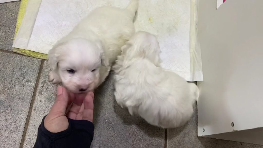 Peso Cotón de Tuléar a los 3 Meses: Guía Completa de Crecimiento y Nutrición 1 Peso Coton de Tulear 3 meses