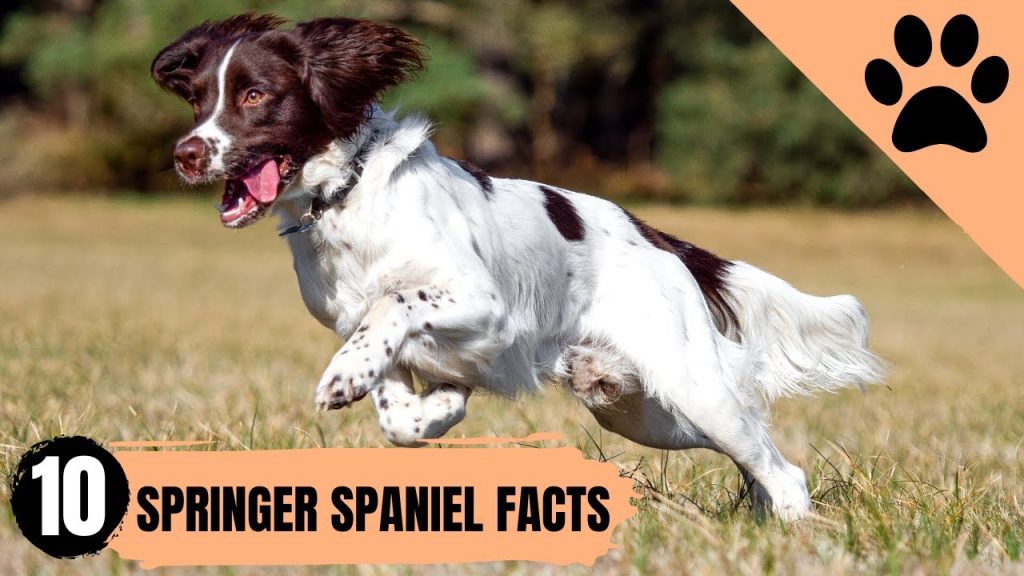 Peso Ideal del English Springer Spaniel a los 3 Meses: Guía y Consejos Nutricionales 1 Peso English Springer Spaniel 3 meses