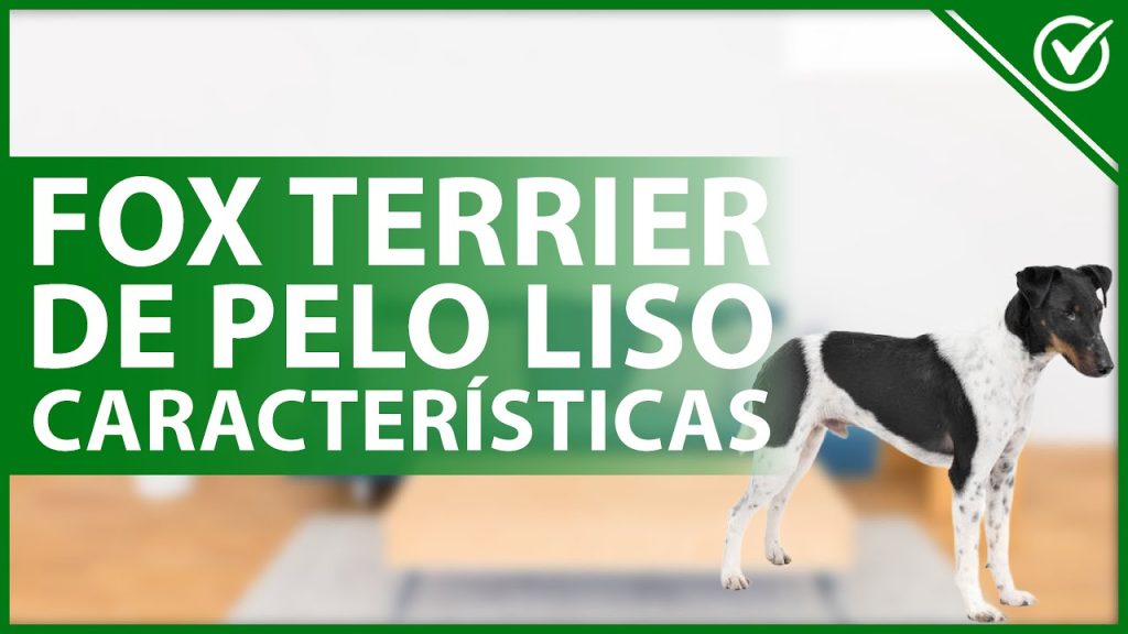 Peso Fox Terrier de Pelo Liso a los 3 Meses: Guía de Crecimiento y Consejos Nutricionales 1 Peso Fox terrier de pelo liso 3 meses