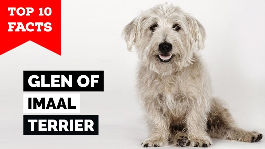Peso del Irish Glen of Imaal Terrier a los 3 Meses: Guía y Tabla de Referencia 1 Peso Irish Glen of Imaal Terrier 3 meses