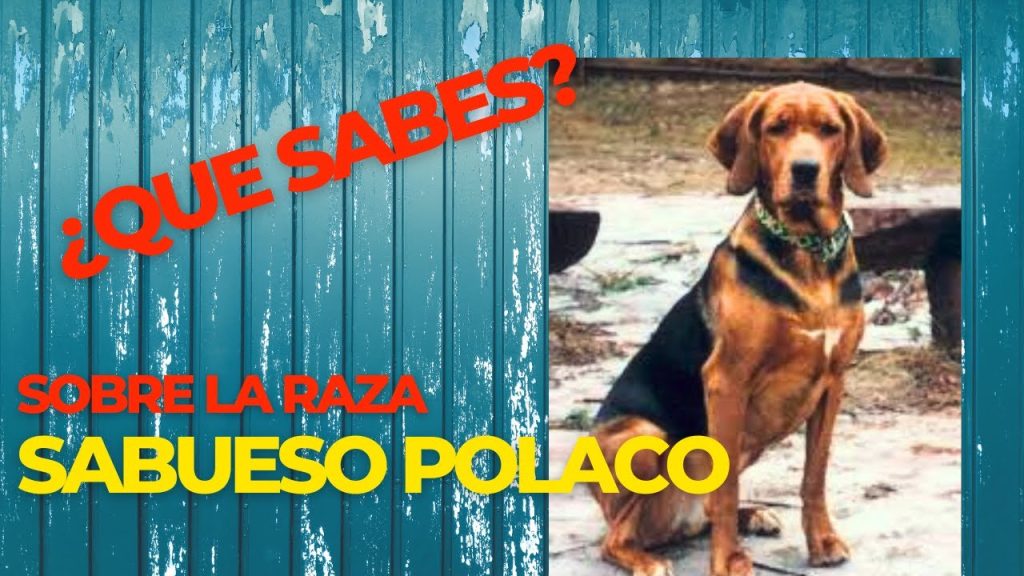 Peso Ideal del Sabueso Polaco (Ogar Polski) a los 3 Meses: Guía Completa y Consejos de Cuidado 1 Peso Sabueso Polaco Ogar Polski 3 meses