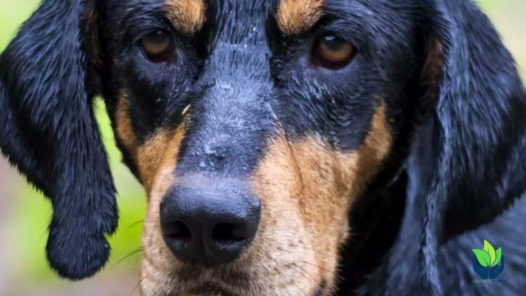 Peso del Sabueso de Transilvania a los 3 Meses: Guía Completa y Cuidados Esenciales 1 Peso Sabueso de Transilvania 3 meses