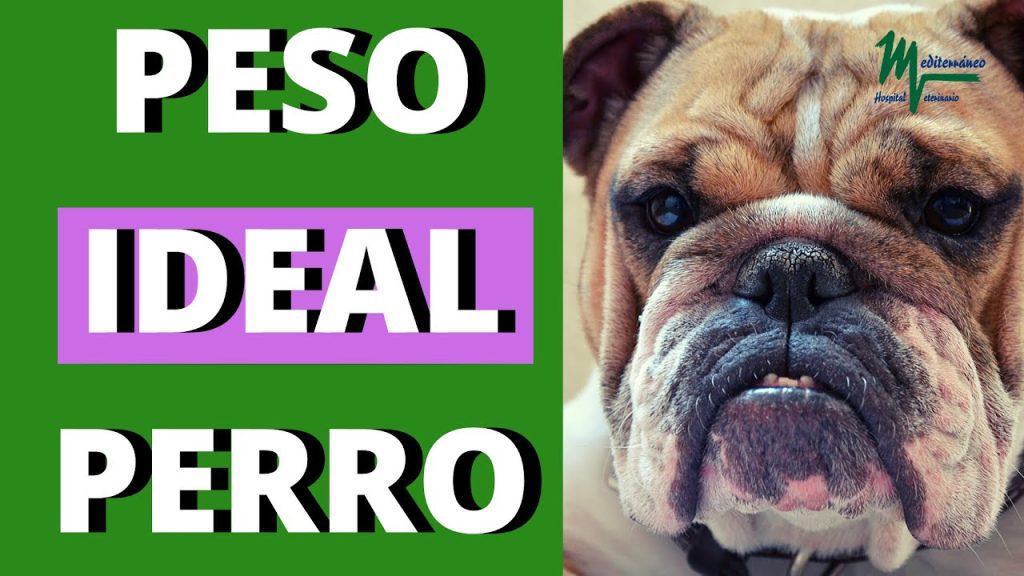 Peso del Schapendoes a los 3 Meses: Guía Completa y Consejos de Cuidado 1 Peso Schapendoes 3 meses