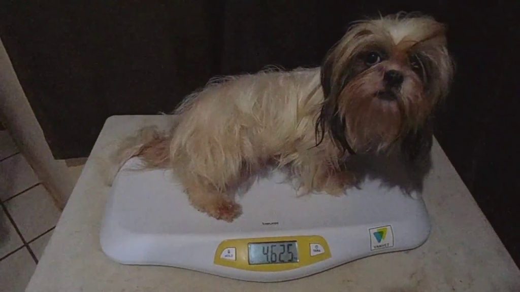 Peso Shih Tzu a los 3 Meses: Guía Completa de Crecimiento y Salud 1 Peso Shih Tzu 3 meses