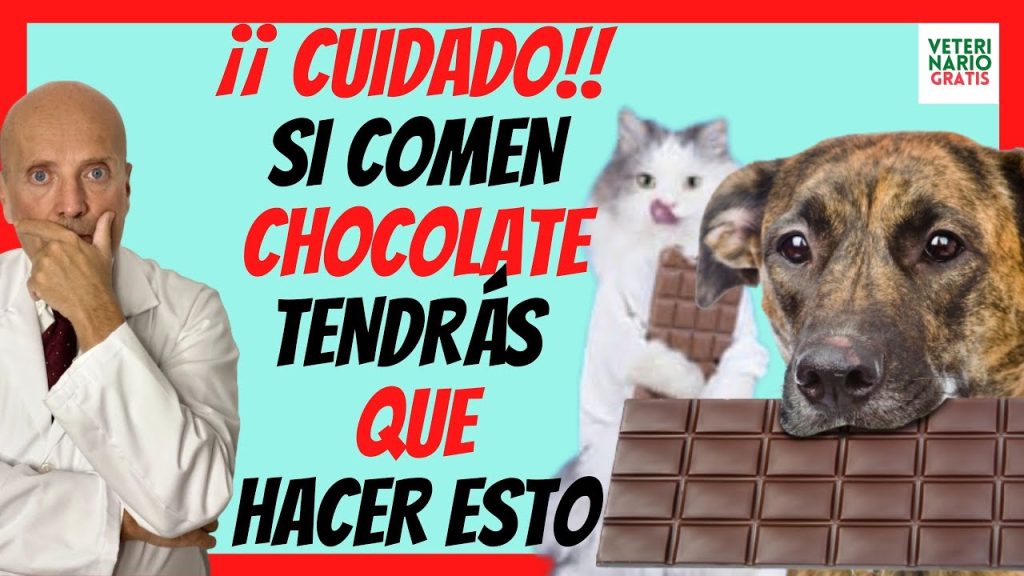 que le pasa a mi perro si le doy chocolate