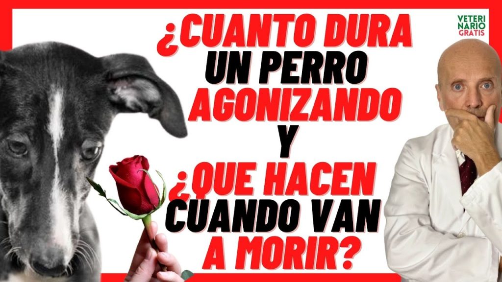Plan post-mortem para mascotas: Qué le pasa a mi perro si muero 2 que le pasa a mi perro si muero