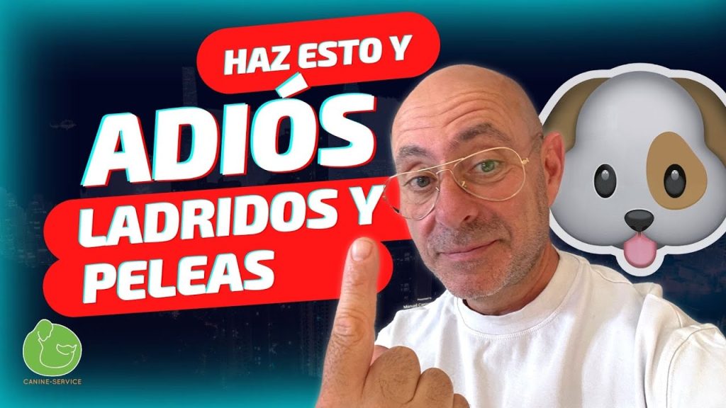 Soluciones en Barcelona: Qué hacer si mi perro ladra en exceso 1 que pasa en barcelona si mi perro ladra mucho