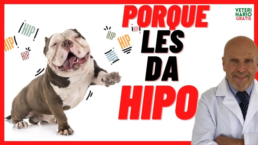 Hipo en Perros: Causas y Soluciones cuando a Tu Mascota le Da Frecuentemente 1 que pasa si a mi perro le da mucho hipo