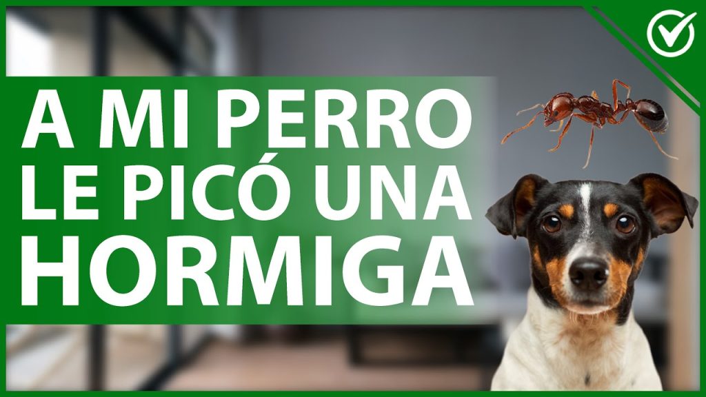 Picaduras de Hormiga en Perros: ¿Qué Hacer si Afectan a tu Mascota? 1 que pasa si a mi perro le pica una hormiga
