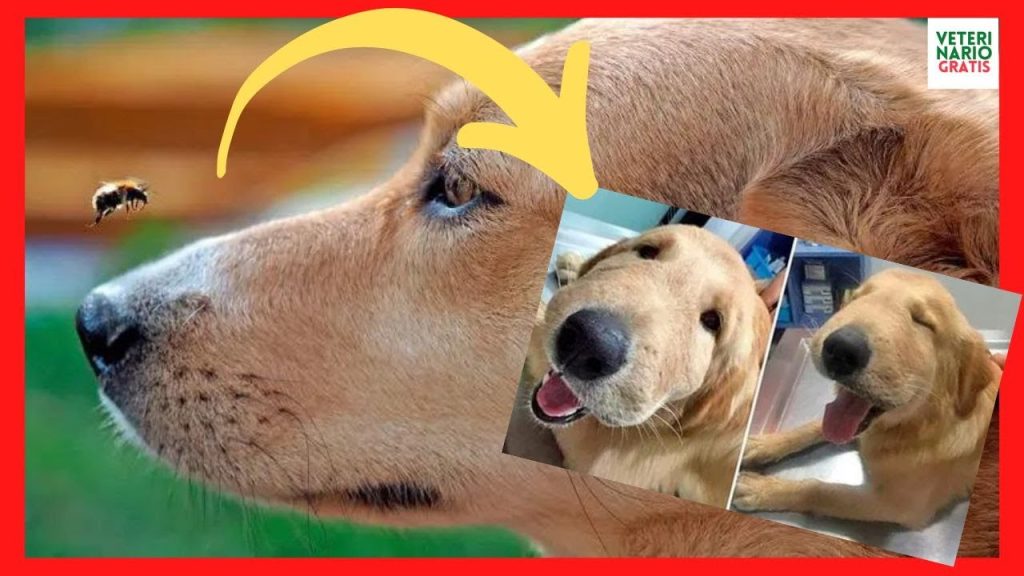 Reacción y Primeros Auxilios: ¿Qué Hacer si a Tu Perro lo Pica una Abeja? 1 que pasa si a mi perro lo pica una abeja
