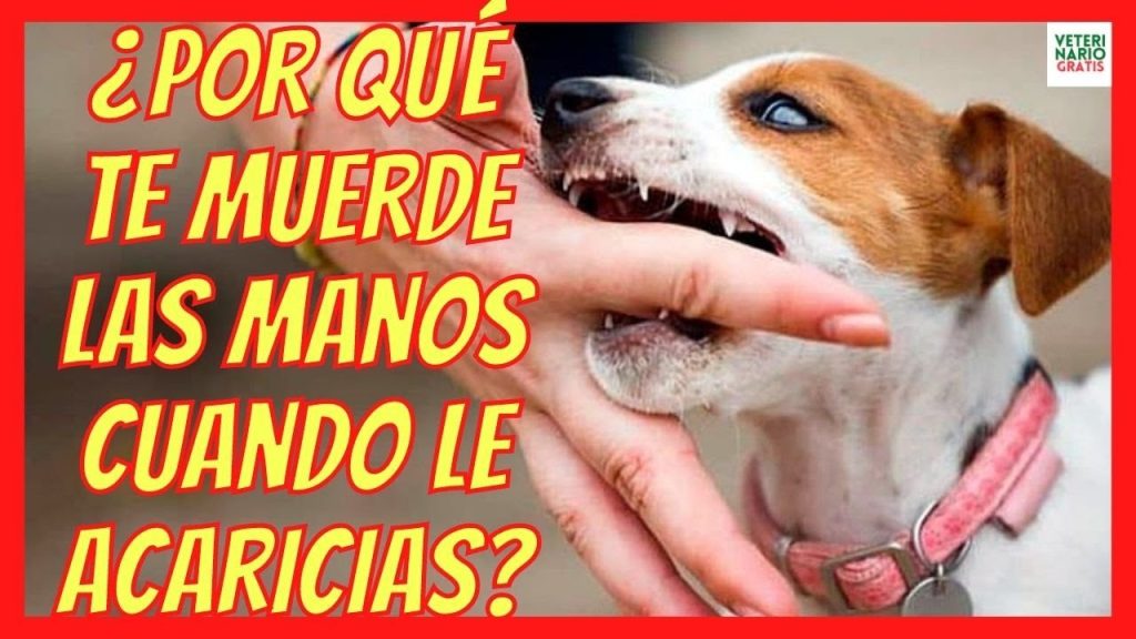 Acariciar a tu perro en exceso: ¿Es perjudicial para su bienestar? 1 que pasa si acaricio mucho a mi perro