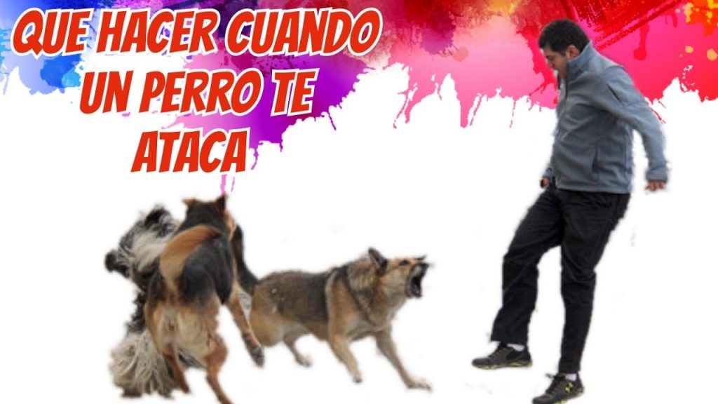Reacción Legal y Emocional: Qué Hacer si Alguien Agrede a Tu Perro 1 que pasa si alguien le pega a mi perro