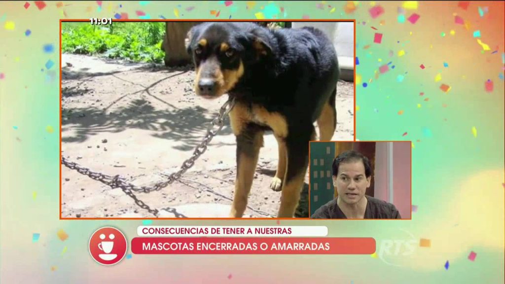 Impacto en la Salud y Comportamiento: ¿Qué pasa si Amarro a mi Perro? Consecuencias y Alternativas Responsables 1 que pasa si amarro a mi perro