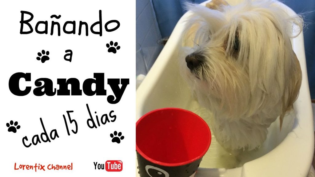 Frecuencia de Baño Canino: ¿Qué Pasa Si Baño a Mi Perro Cada 15 Días? 1 que pasa si bano a mi perro cada 15 dias