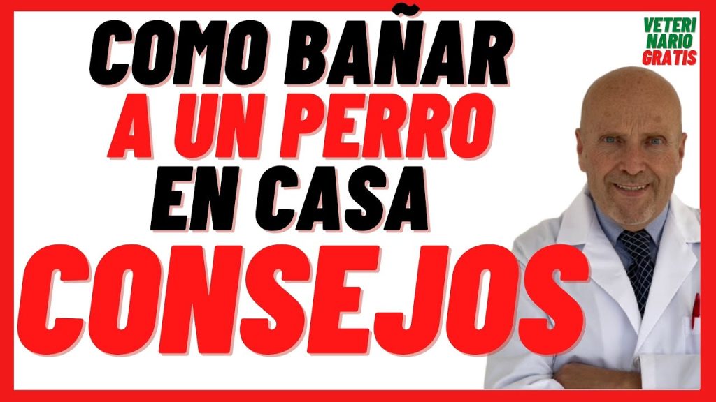 ¿Puedo usar mi shampoo para bañar a mi perro? Riesgos y alternativas seguras 1 que pasa si bano a mi perro con mi shampoo