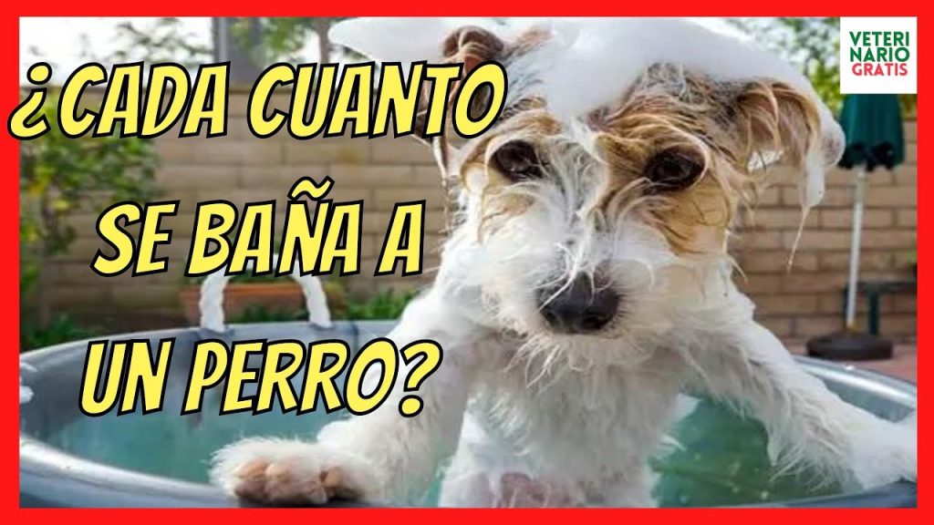 Baño de Cachorro: ¿Qué Sucede al Bañar a un Perro de 2 Meses? 1 que pasa si bano a mi perro de 2 meses