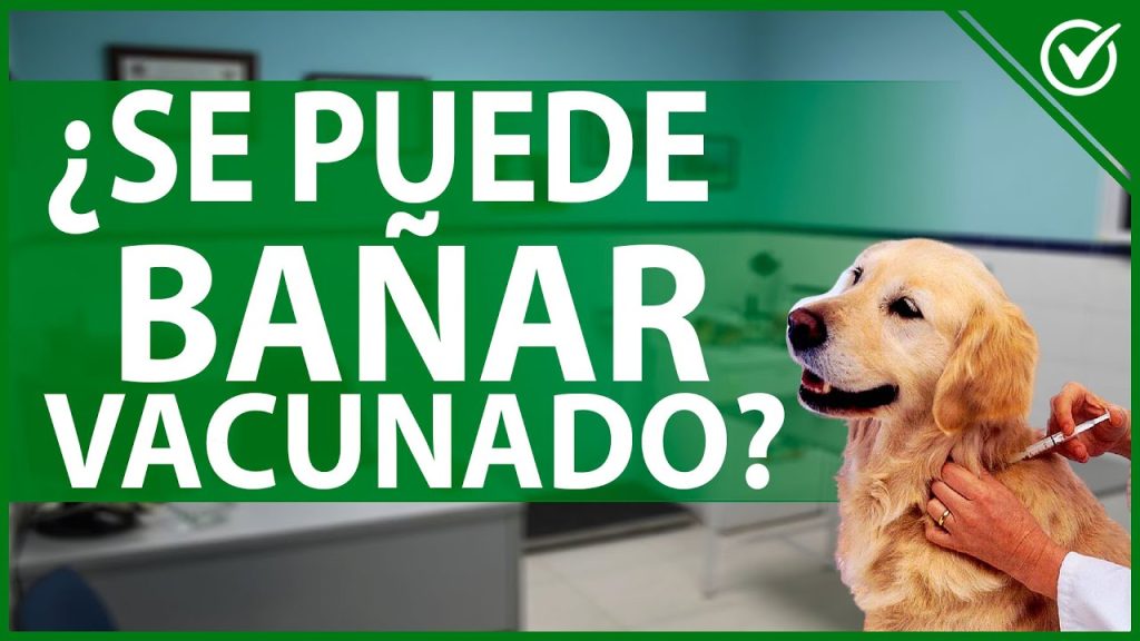 Cuidados Post-Vacunación: Riesgos de Bañar a tu Perro Después de la Vacuna 1 que pasa si bano a mi perro despues de vacunarlo