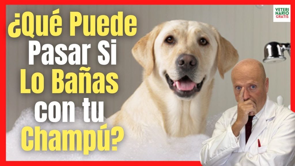 Baño a mi Perro con Shampoo Humano: Riesgos y Alternativas Seguras 1 que pasa si bano ami perro con mi shampoo