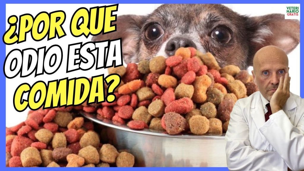 Cambio de pienso canino: Efectos y consejos para la transición en perros 1 que pasa si le cambio el pienso a mi perro
