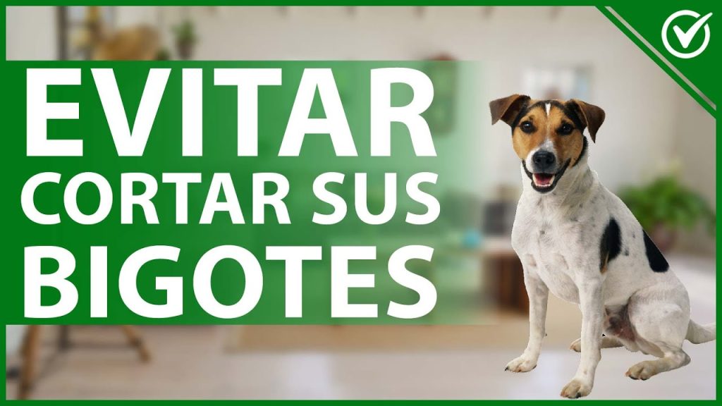 Consecuencias de cortar los bigotes a perros: ¿Qué pasa si lo hago? 1 que pasa si le corto los bigotes a mi perro 1