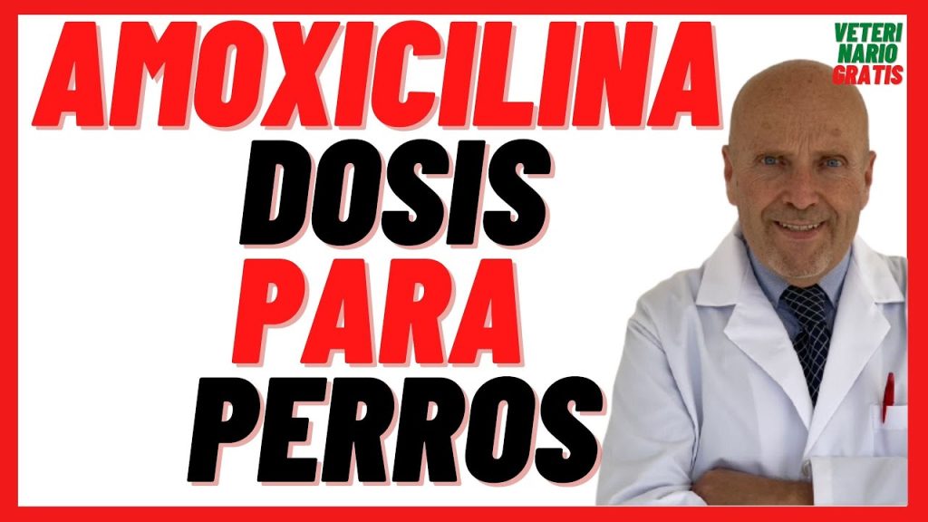 ¿Es Seguro Darle Amoxicilina a Mi Perro?: Riesgos y Consejos Veterinarios 1 que pasa si le doy amoxicilina a mi perro 1