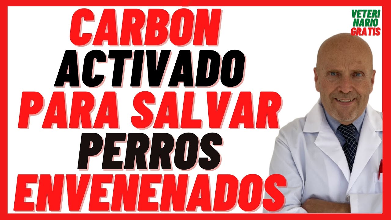 Uso De Carbón Activado En Perros: Efectos Y Cuidados Al Administrarlo A