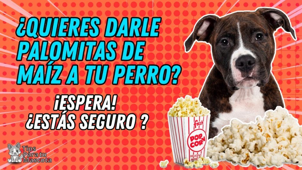 ¿Es seguro dar palomitas a tu perro? Consecuencias y Alternativas Saludables 1 que pasa si le doy palomitas a mi perro 1