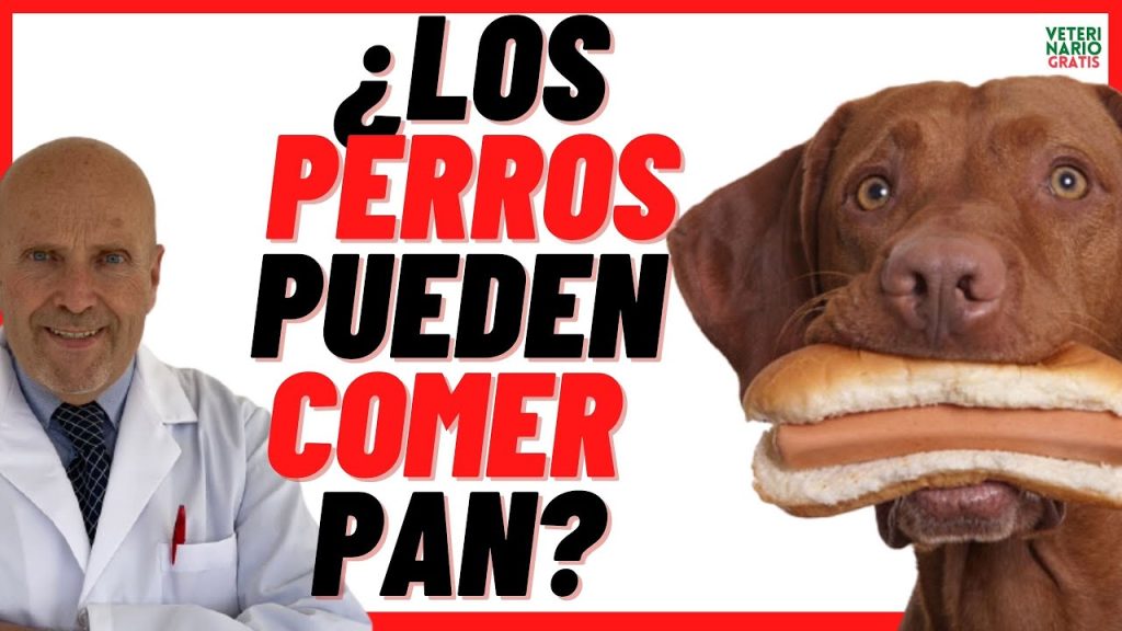 Consecuencias y Riesgos: ¿Qué Pasa Si Le Doy Pan a Mi Perro? 1 que pasa si le doy pan a mi perro 1