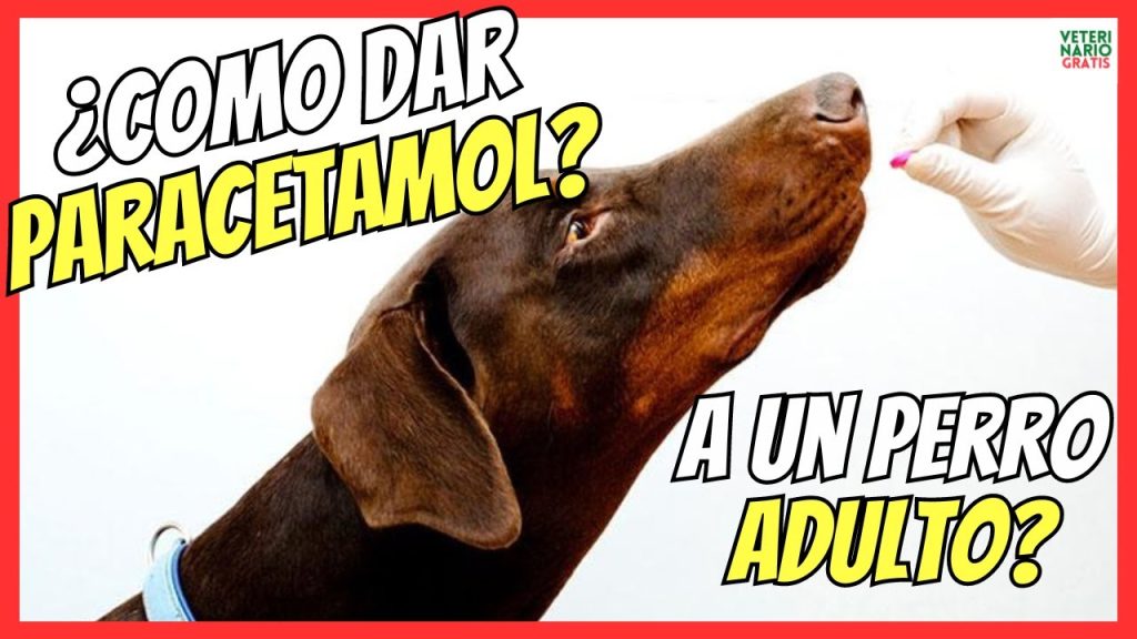 ¿Es seguro darle paracetamol a mi perro? Riesgos y alternativas veterinarias 1 que pasa si le doy paracetamol a mi perro 1
