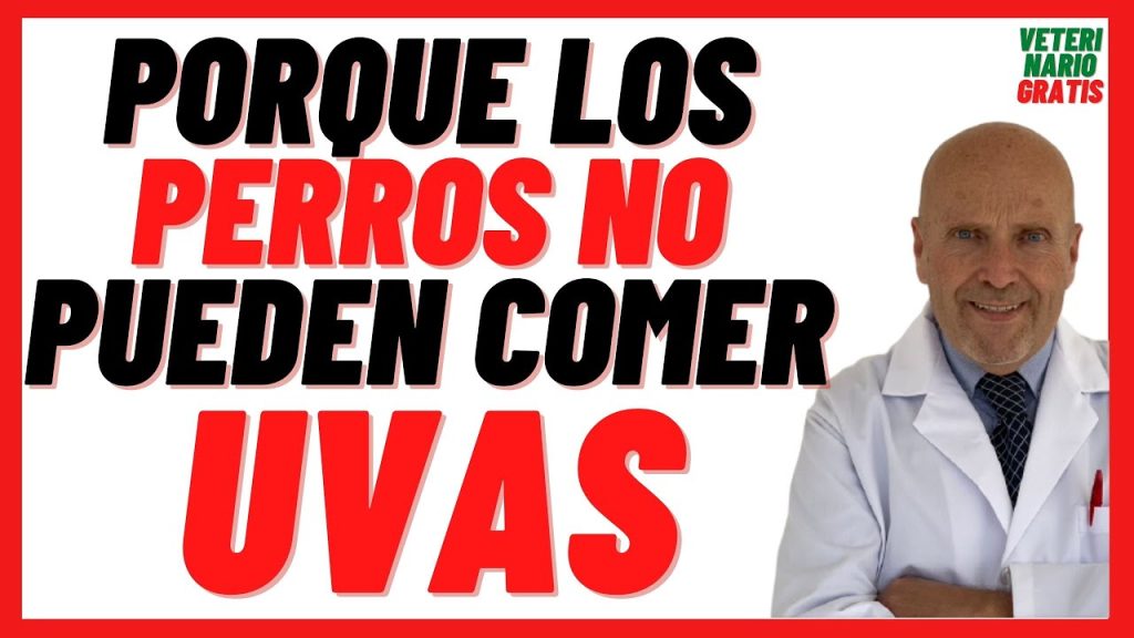 ¿Es Seguro Dar Pasas a los Perros? Riesgos y Consejos de Alimentación Canina 1 que pasa si le doy pasas a mi perro