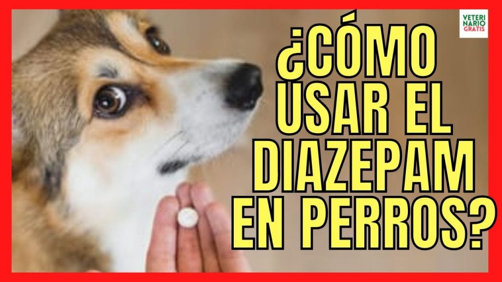 Diazepam en perros: Riesgos y consecuencias de una sobredosis en tu mascota 1 que pasa si le doy ucho diazepam a mi perro