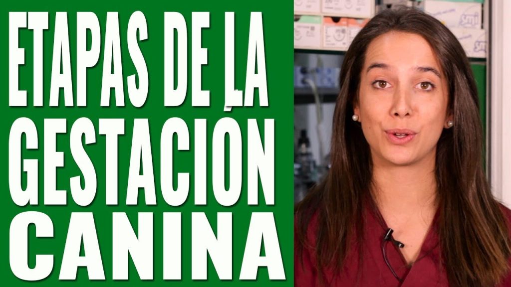 Embarazo Canino: Causas y Soluciones si Tu Perra Embarazada Tiembla 1 que pasa si mi perra esta embarazada y tiembla 1