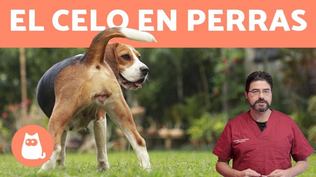 ¿No Menstrúa tu Perra? Causas y Qué Hacer si tu Mascota no tiene Celo 1 que pasa si mi perra no menstrua