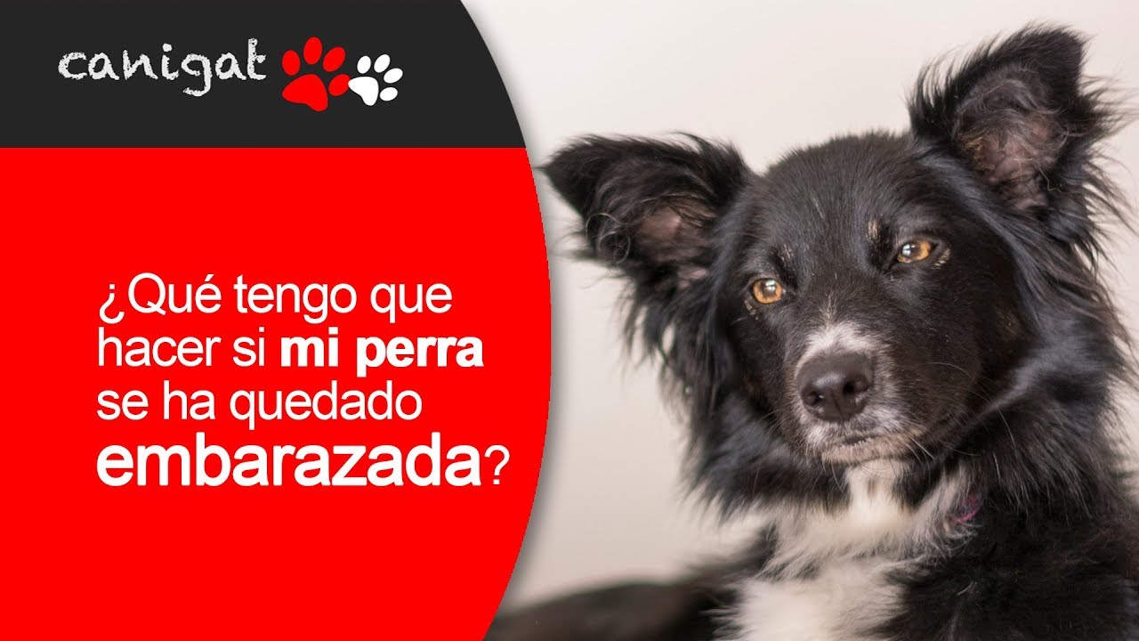 ¿Qué Hacer Si Mi Perra Se Queda Embarazada? Consejos Y Cuidados Esenciales