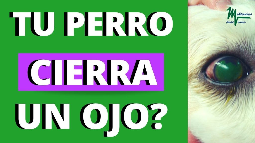 ¿Qué pasa si mi perro cierra un ojo? Causas y tratamiento recomendado 1 que pasa si mi perro cierra un ojo